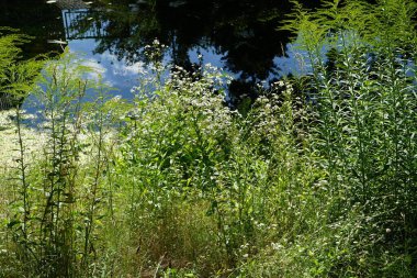 Erigeron Annuus temmuzda çiçek açar. Erigeron Annuus (eski adıyla Aster Annuus), papatya pireli, papatya veya papatya pireli otçul bir bitki türüdür. Berlin, Almanya  