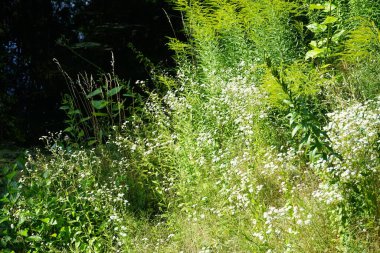 Erigeron Annuus temmuzda çiçek açar. Erigeron Annuus (eski adıyla Aster Annuus), papatya pireli, papatya veya papatya pireli otçul bir bitki türüdür. Berlin, Almanya  