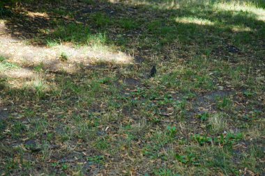 Turdus Merula çimlerin üzerinde oturuyor. Karatavuk kuşu, Turdus merula, gerçek ardıç kuşunun bir türüdür. Berlin, Almanya 