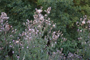 Temmuzda nehir kıyısında sirsiyum yükselir. Cirsium arvense, Asteraceae familyasından bir bitki türü. Berlin, Almanya 