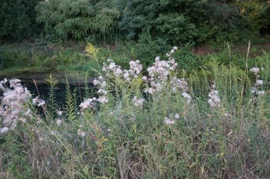 Temmuzda nehir kıyısında sirsiyum yükselir. Cirsium arvense, Asteraceae familyasından bir bitki türü. Berlin, Almanya 