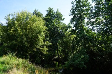 Sığ Wuhle Nehri Temmuz ayında yaz bitkileriyle çevrilidir. Wuhle, Spree 'nin küçük bir sağ koludur. Berlin, Almanya 