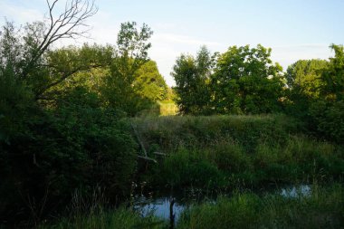 Sığ Wuhle Nehri Temmuz ayında yaz bitkileriyle çevrilidir. Wuhle, Spree 'nin küçük bir sağ koludur. Berlin, Almanya 