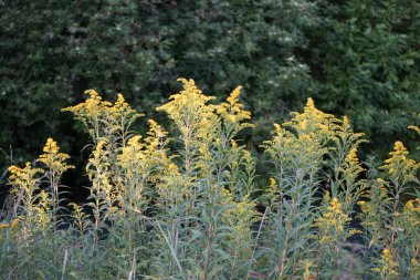 Solidago temmuzda sarı çiçeklerle çiçek açar. Solidago, Asteraceae familyasından bir bitki cinsidir. Berlin, Almanya 