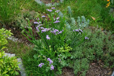 Limonyum sinuatum, Syn. Dalgalı deniz lavantası (İngilizce: 