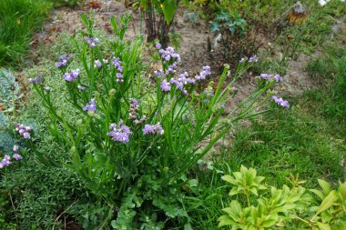 Limonium sinuatum, syn. wavyleaf sea lavender, statice, sea lavender, notch leaf marsh rosemary, sea pink, is a Mediterranean plant species in the family Plumbaginaceae known for its papery flowers. Berlin, Germany 