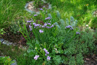 Limonyum sinuatum, Syn. Dalgalı deniz lavantası (İngilizce: 