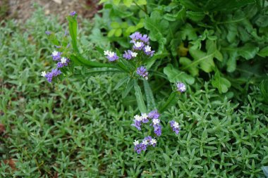Limonyum sinuatum, Syn. Dalgalı deniz lavantası (İngilizce: 