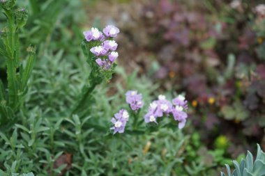 Limonyum sinuatum, Syn. Dalgalı deniz lavantası (İngilizce: 