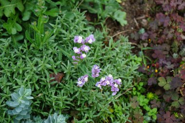 Limonyum sinuatum, Syn. Dalgalı deniz lavantası (İngilizce: 