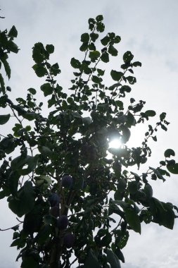 Sütun eriği, Prunus domestica 