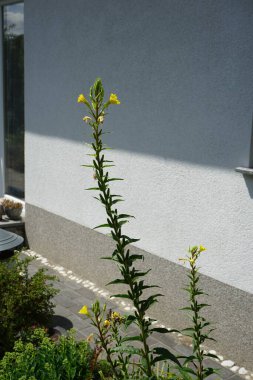 Oenothera biennis blooms in July. Oenothera biennis, the common evening-primrose, is a species of flowering plant in the family Onagraceae. Berlin, Germany clipart