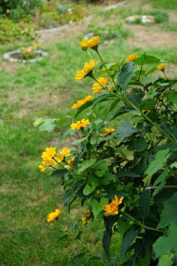 Heliopsis helianthoidleri Temmuz ayında bahçede sarı çiçeklerle çiçek açarlar. Heliopsis helianthoides, Asteraceae familyasından bir bitki türü. Berlin, Almanya 