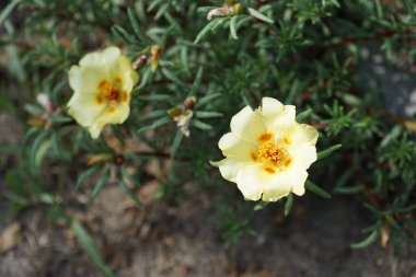 Portekiz 'in sarı çiçekleri Temmuz ayında çiçek açar. Portulaca grandiflora, Portekizcaceae familyasından sulu bir çiçek bitkisidir. Berlin, Almanya 