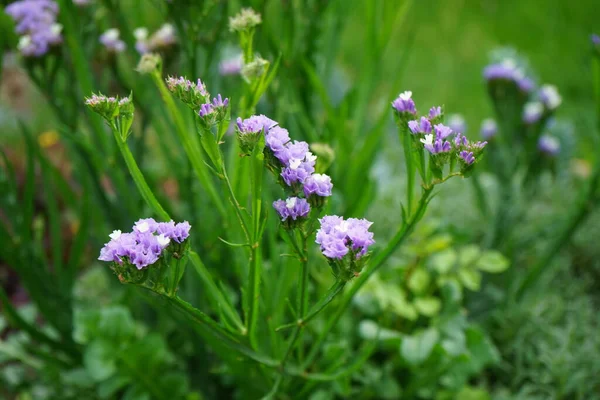 Limonium sinuatum, syn. wavyleaf sea lavender, statice, sea lavender, notch leaf marsh rosemary, sea pink, is a Mediterranean plant species in the family Plumbaginaceae known for its papery flowers. Berlin, Germany