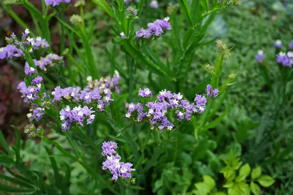 Limonium sinuatum, syn. wavyleaf sea lavender, statice, sea lavender, notch leaf marsh rosemary, sea pink, is a Mediterranean plant species in the family Plumbaginaceae known for its papery flowers. Berlin, Germany