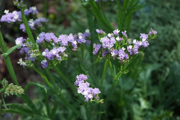 Limonium sinuatum, syn. wavyleaf sea lavender, statice, sea lavender, notch leaf marsh rosemary, sea pink, is a Mediterranean plant species in the family Plumbaginaceae known for its papery flowers. Berlin, Germany 