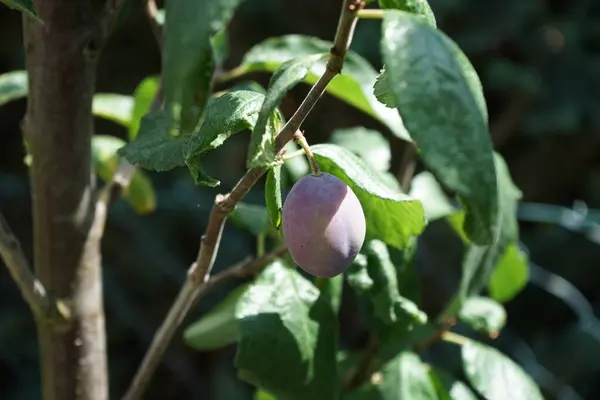 Śliwka Kolumnowa Prunus Domestica Aroma Spur Niedojrzałymi Owocami Rośnie Lipcu — Zdjęcie stockowe