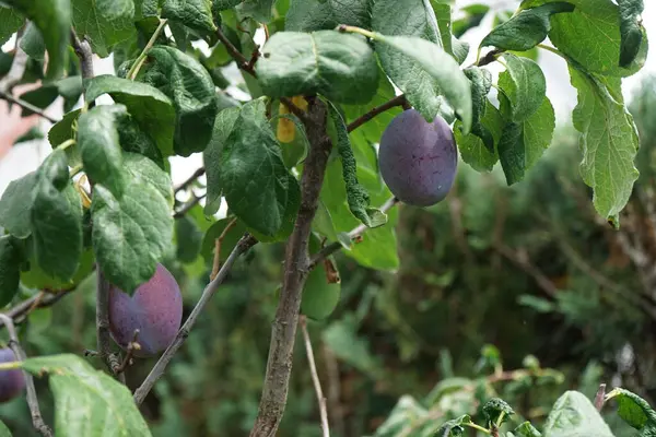 꼬투리 Prunus Domtica Imperial 열매가 자란다 투스가 Prunus Domtica 속하는 — 스톡 사진