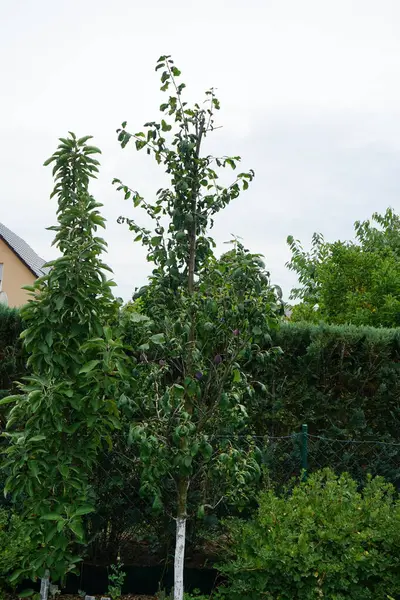 Sütun eriği, Prunus domestica 'Imperial', olgunlaşmamış meyvelerle Temmuz ayında büyür. Prunus domestica, Rosaceae familyasından bir erik türüdür. Berlin, Almanya 