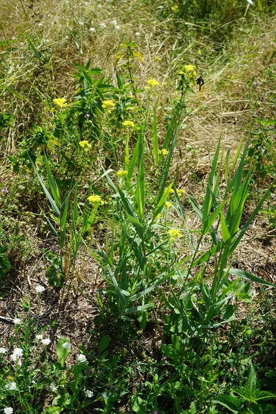 Sisymbrium Loeselii Floresce Com Flores Amarelas Julho Sisymbrium Loeselii Uma — Fotografia de Stock