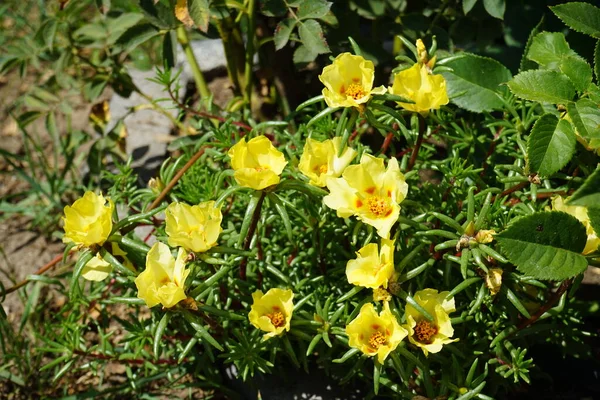 Portulaca Grandiflora의 노란색 있습니다 Portulaca Grandiflora는 Portulacaceae 가족에 부드러운 식물입니다 — 스톡 사진