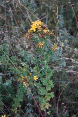 Hypericum perforatum temmuzda çiçek açar. Hypericum perforatum (St. John 's wort), Hypericaceae familyasından bir bitki türü. Berlin, Almanya 