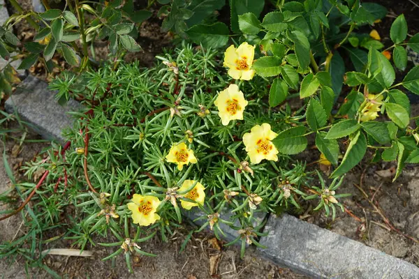 Flores Amarelas Portulaca Grandiflora Florescem Julho Portulaca Grandiflora Uma Planta — Fotografia de Stock