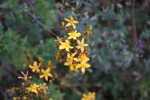 월에는 발한다 Hypericum Perforatum Johns Wort 속하는 꽃식물이며 Hypericaceae 종류이다 — 스톡 사진