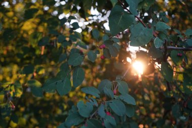 Kırmızı meyveli Cotoneaster temmuzun sonunda büyüyor. Cotoneaster, gülgiller (Rosaceae) familyasından bir bitki cinsidir. Berlin, Almanya 