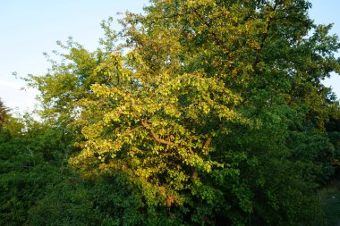 Crataegus monogyna ile meyveler temmuzda yetişir. Crataegus monogyna, gülgiller (Rosaceae) familyasından bir kuş türü. Berlin, Almanya 