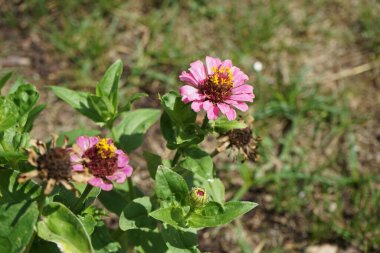 Zinnia çiçekleri temmuzda bahçede açar. Zinnia, Asteraceae familyasından Heliantheae familyasına ait bir bitki cinsidir. Berlin, Almanya 