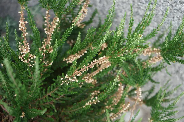 Calluna vulgaris temmuzda çiçek açar. Calluna vulgaris, çalıgiller (Ericaceae) familyasından çiçekli bir bitki türü olan Calluna vulgaris familyasından bir kuş türü. Berlin, Almanya 