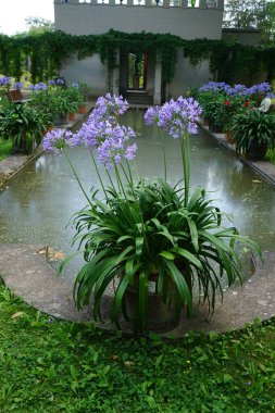 Agapanthus africanus, Temmuz ayında bir saksıda mavi çiçeklerle açar. Agapanthus africanus, Nil zambağı, Agapanthus familyasından bir bitki türü. Potsdam, Almanya