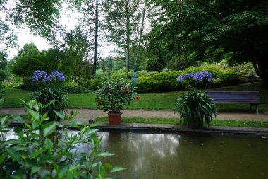Agapanthus africanus, Temmuz ayında bir saksıda mavi çiçeklerle açar. Agapanthus africanus, Nil zambağı, Agapanthus familyasından bir bitki türü. Potsdam, Almanya