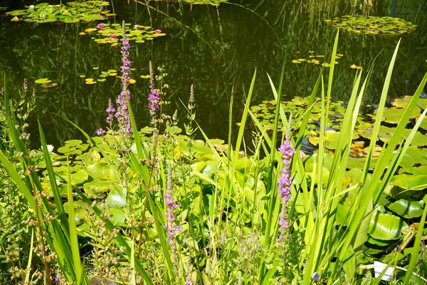 Возле Пруда Растут Литрум Салакария Фиолетовыми Цветками Acorus Calamus Другие — стоковое фото