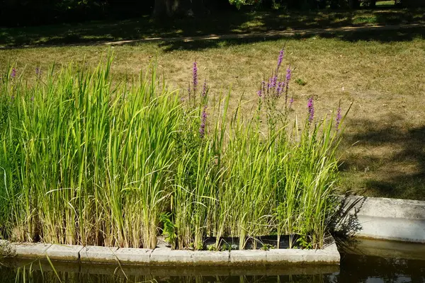 水仙花 石珊瑚和其他植物生长在池塘附近 水仙花或紫松属植物是一种开花植物 属于水仙花科 德国波茨坦 — 图库照片