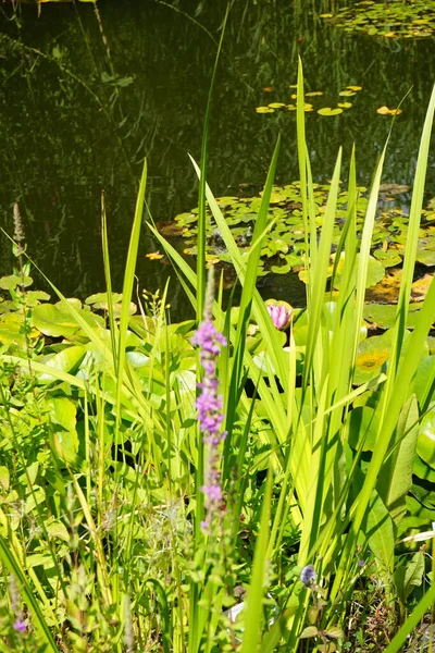 Возле Пруда Растут Литрум Салакария Фиолетовыми Цветками Acorus Calamus Другие — стоковое фото
