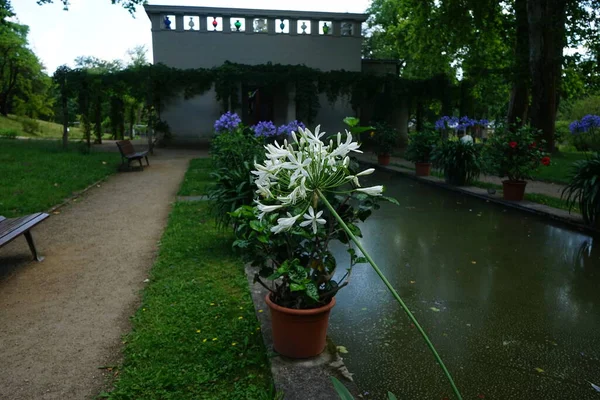 アガパントス アフリカンナス アルバス は7月に花の鍋に咲きました アガパントスアフリカ系アフリカ系リリー アフリカ系リリース アガパントス属の植物である ポツダム ドイツ — ストック写真