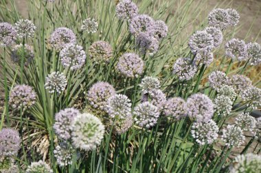 Böcekler Temmuz ayında Allium cevizlerinin çiçeklerinden nektar toplarlar. Allium nutans, Sibirya soğanı ya da mavi soğan, soğanın bir türüdür. Potsdam, Almanya 