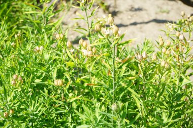 Beyaz çiçekli ve tohumlu Alstroemeria aurea temmuzda büyür. Alstroemeria aurea, Alstroemeriaceae familyasından bir bitki türü. Potsdam, Almanya 