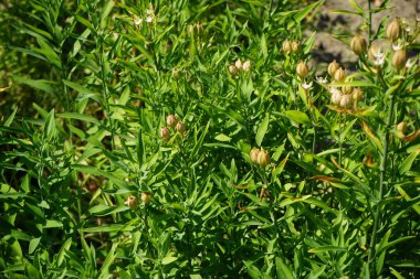 Beyaz çiçekli ve tohumlu Alstroemeria aurea temmuzda büyür. Alstroemeria aurea, Alstroemeriaceae familyasından bir bitki türü. Potsdam, Almanya 