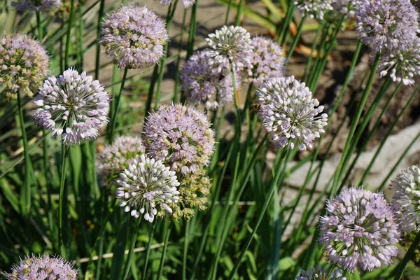 Insects Collect Nectar Allium Nutans Flowers July Allium Nutans Siberian — Stock Photo, Image