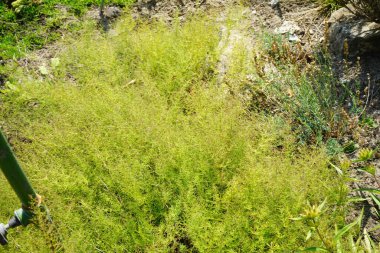 Asperula purpurea temmuzda büyür. Asperula purpurea, Rubiaceae familyasından bir bitki türü. Potsdam, Almanya 