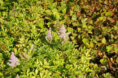 Astilbe japonica temmuzda pembe çiçeklerle çiçek açar. Astilbe japonica, Astilbe familyasından bir bitki türü. Potsdam, Almanya 