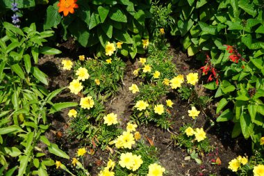Tagetes patula 'Vanilla Ice' çiçekleri Temmuz 'da açar. Kadife çiçekleri (