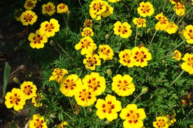 Bir Avrupa bal arısı Temmuz ayında Tagetes patula 