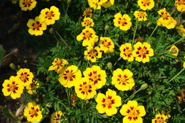 Bir Avrupa bal arısı Temmuz ayında Tagetes patula 
