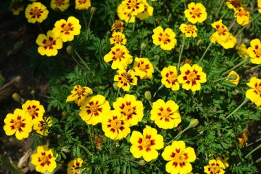 Bir Avrupa bal arısı Temmuz ayında Tagetes patula 