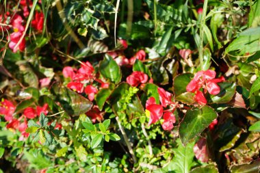 Begonya semperflorenleri temmuzda kırmızı çiçeklerle açar. Semperfloren begonyaları, Begonya semperfloren-cultorum, Begonya-Semperfloren melezleri, buz begonyaları ve Tanrı 'nın gözleri, begoniaceae familyasına aittir. Potsdam, Almanya 